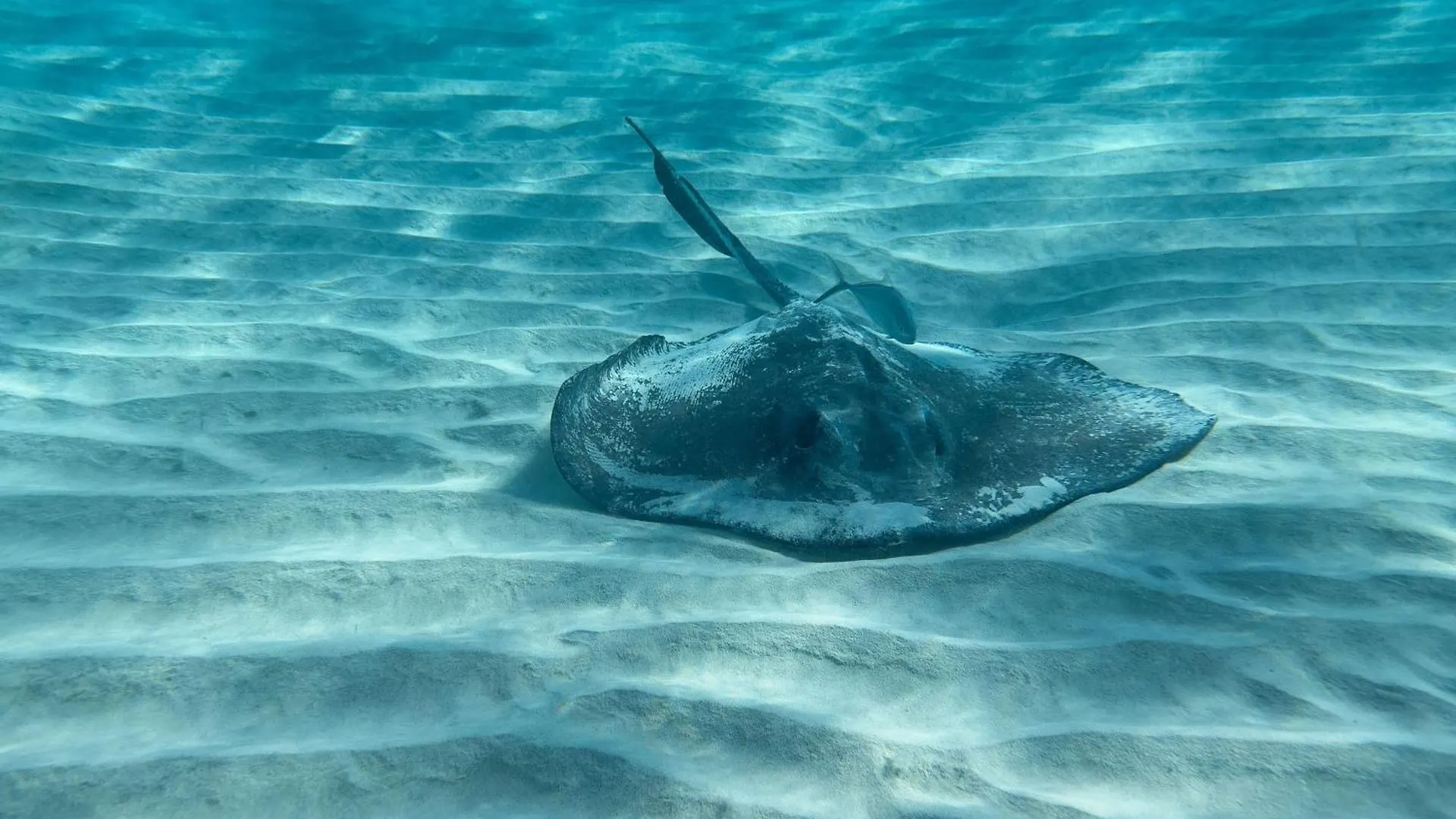 Resort The Ritz-Carlton, Grand Cayman Hotel Seven Mile Beach